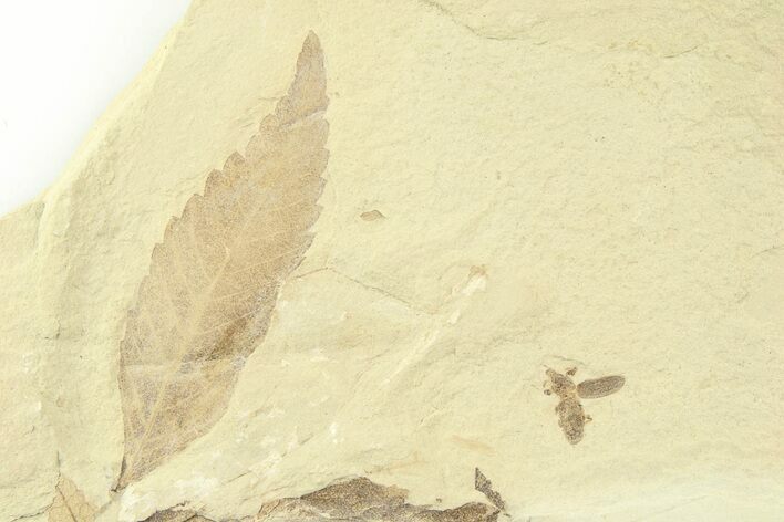 Fossil Cedrelospermum Leaf with Snout Beetle - Utah #360284